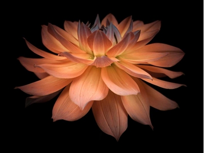 Picture of DAHLIA FLOWER