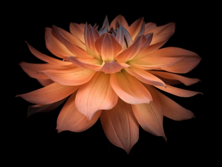 Picture of DAHLIA FLOWER