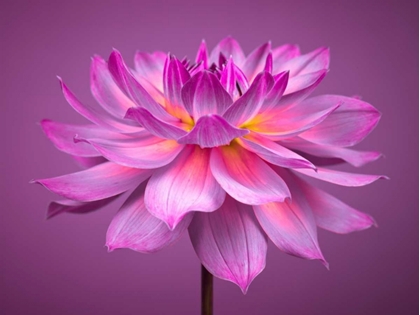 Picture of DAHLIA FLOWER