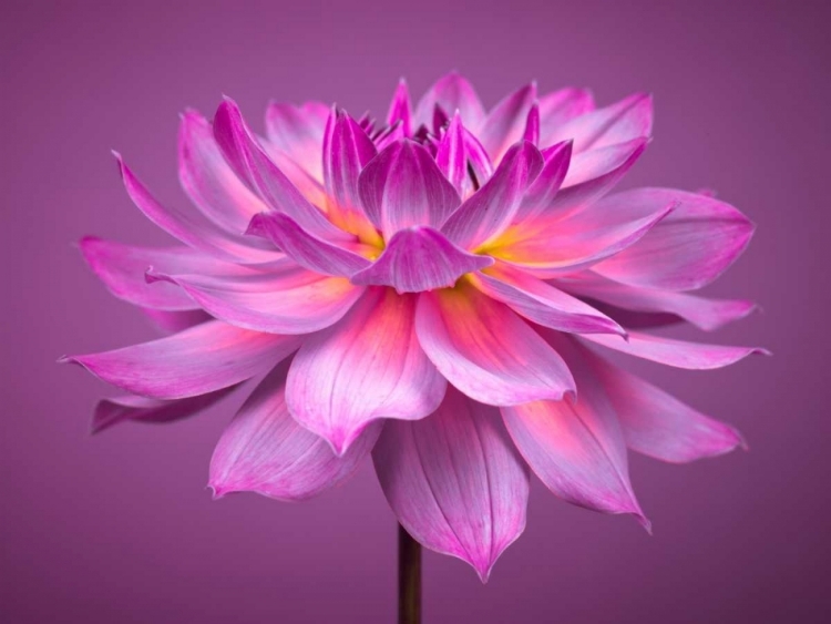 Picture of DAHLIA FLOWER