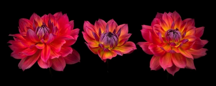 Picture of THREE DAHLIA FLOWERS