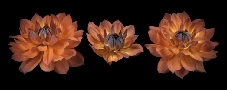 Picture of THREE DAHLIA FLOWERS
