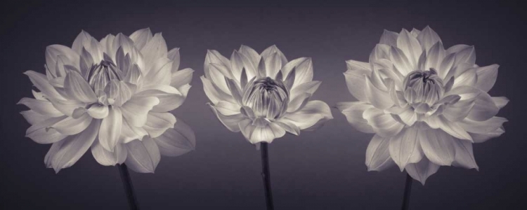 Picture of THREE DAHLIA FLOWERS