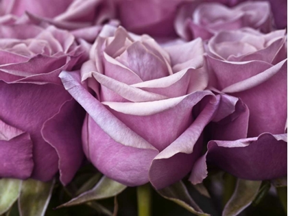 Picture of BUNCH OF ROSES, CLOSE-UP