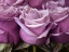 Picture of BUNCH OF ROSES, CLOSE-UP