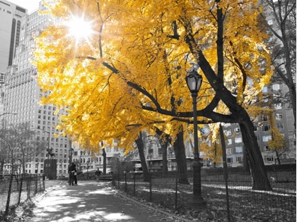 Picture of PATHWAY THROUGH CENTRAL PARK, NEW YORK CITY