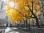 Picture of PATHWAY THROUGH CENTRAL PARK, NEW YORK CITY