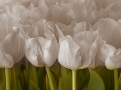 Picture of BUNCH OF TULIPS CLOSE-UP