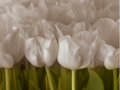 Picture of BUNCH OF TULIPS CLOSE-UP