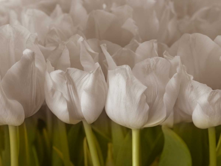 Picture of BUNCH OF TULIPS CLOSE-UP