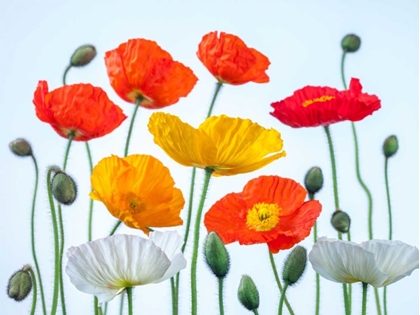 Picture of MULTI COLOURED POPPIES AND BUDS