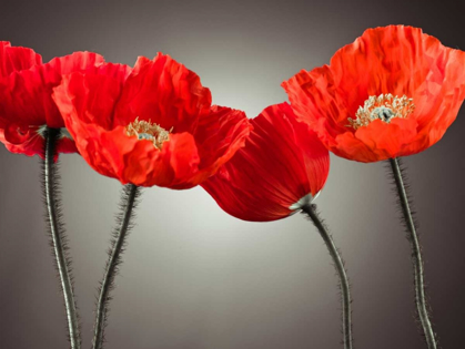 Picture of FOUR POPPIES