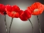 Picture of FOUR POPPIES