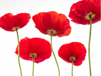 Picture of FIVE POPPIES
