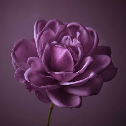 Picture of SINGLE ROSE FLOWER
