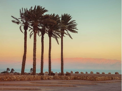 Picture of PALM TREES ON BEACH OF DEAD SEA, ISRAEL