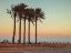 Picture of PALM TREES ON BEACH OF DEAD SEA, ISRAEL