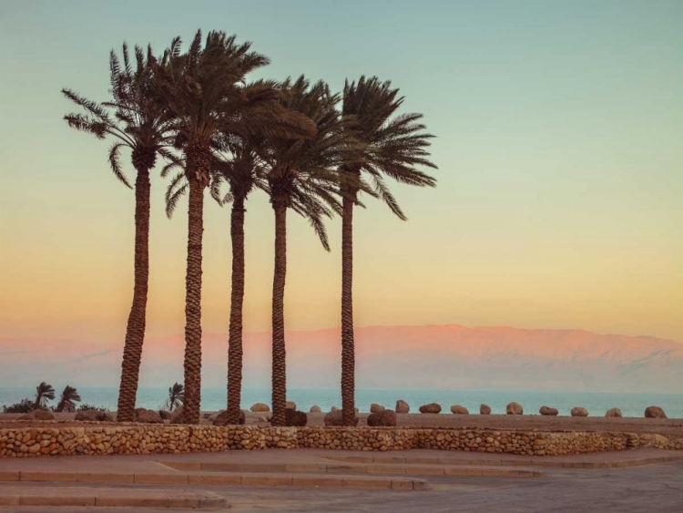 Picture of PALM TREES ON BEACH OF DEAD SEA, ISRAEL