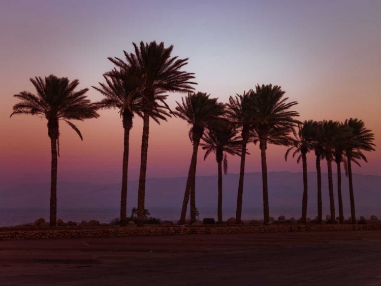 Picture of PALM TREES ON BEACH OF DEAD SEA, ISRAEL