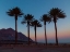 Picture of PALM TREES ON BEACH OF DEAD SEA, ISRAEL