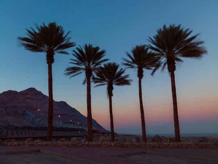 Picture of PALM TREES ON BEACH OF DEAD SEA, ISRAEL