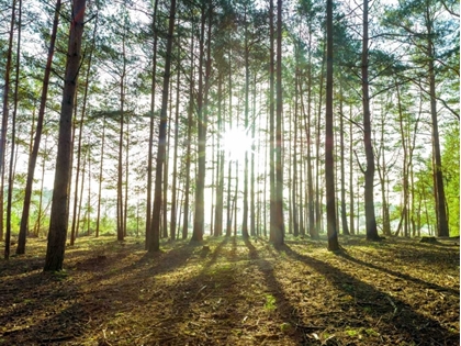 Picture of SUN RAYS THROUGH FOREST TREES