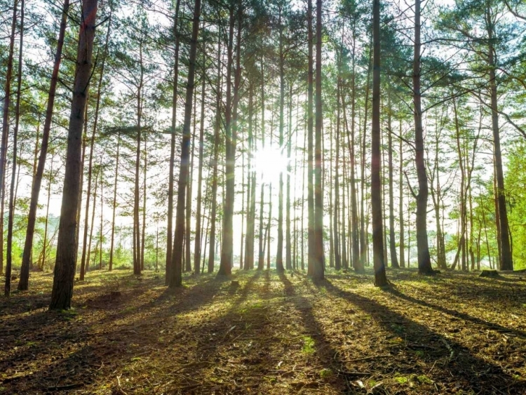 Picture of SUN RAYS THROUGH FOREST TREES