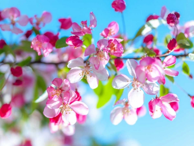 Picture of CHERRY BLOSSOM FLOWERS