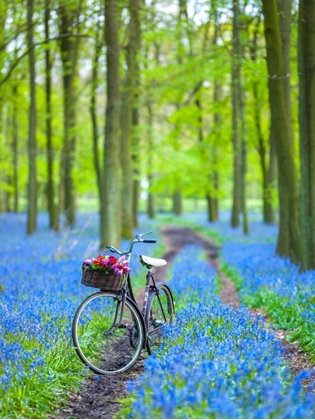 Picture of BICYCLE IN SPRING FOREST