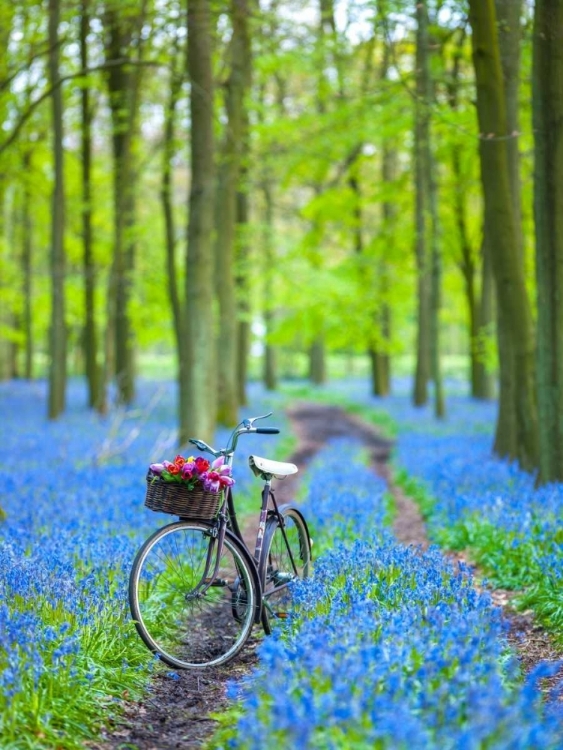 Picture of BICYCLE IN SPRING FOREST