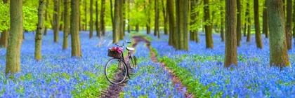 Picture of BICYCLE IN SPRING FOREST