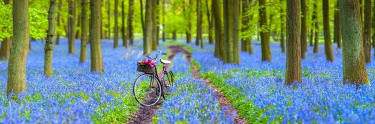 Picture of BICYCLE IN SPRING FOREST