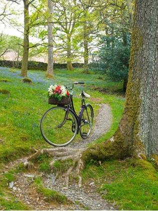 Picture of BICYCLE IN SPRING FOREST