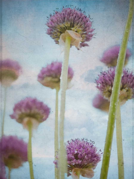 Picture of BEAUTIFUL ALLIUM FLOWERS