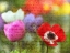 Picture of COLORFUL ANEMONE FLOWERS IN GARDEN