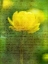 Picture of BEAUTIFUL YELLOW COLORED ANEMONE FLOWERS IN GARDEN
