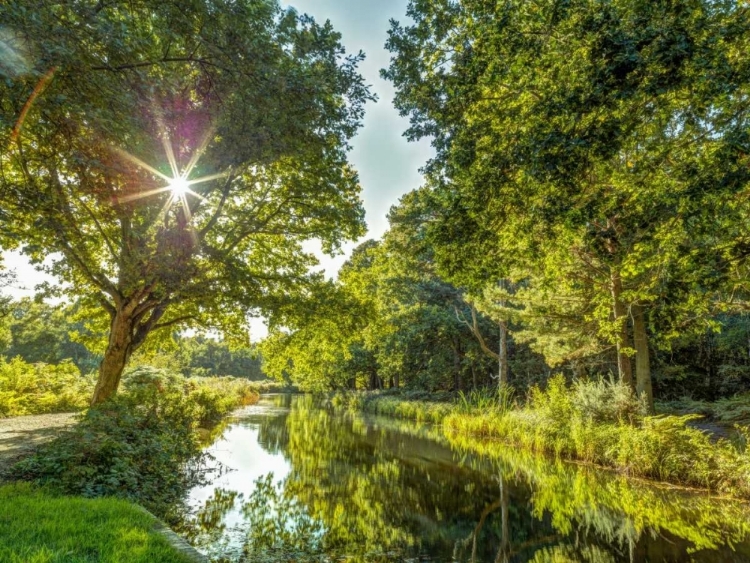 Picture of BASINGSTOKE CANAL IN COUNTRYSIDE, UK