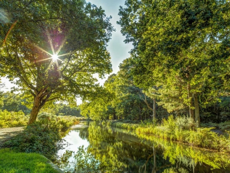 Picture of BASINGSTOKE CANAL IN COUNTRYSIDE, UK