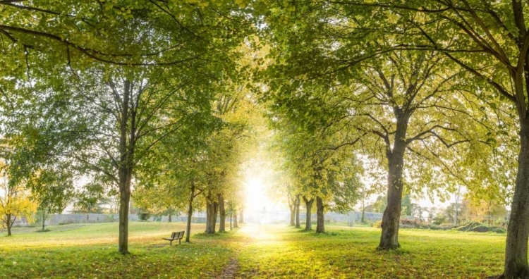 Picture of PANORAMIC VIEW OF A FOREST