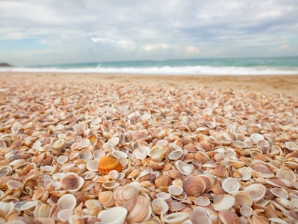 Picture of SEA SHELLS ON THE BEACH