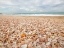 Picture of SEA SHELLS ON THE BEACH