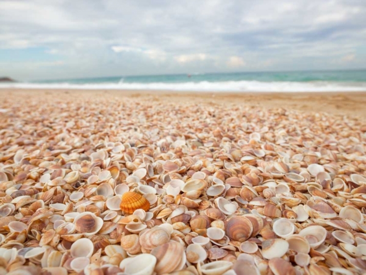 Picture of SEA SHELLS ON THE BEACH