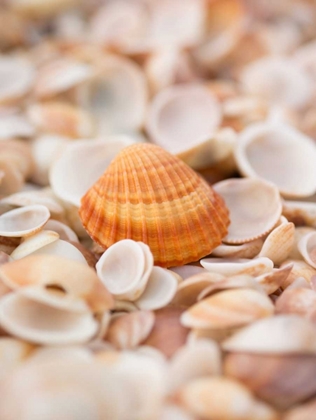 Picture of SEA SHELLS ON THE BEACH