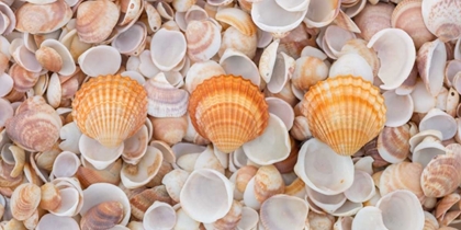 Picture of SEA SHELLS ON THE BEACH