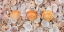 Picture of SEA SHELLS ON THE BEACH