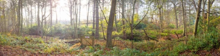 Picture of CANAL THROUGH FOREST IN COUNTRYSIDE