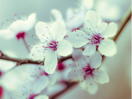 Picture of FRESH AND BEAUTIFUL CHEERY BLOSSOMS