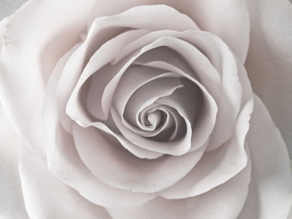 Picture of ROSE CLOSE-UP