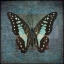 Picture of COLORFUL TROPICAL BUTTERFLY WITH VINTAGE EFFECTS