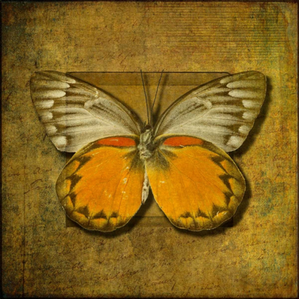 Picture of COLORFUL BUTTERFLY WITH VINTAGE EFFECTS